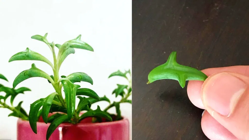 Suculentas en forma de delfín, tan adorables que las vas a querer para tu casa