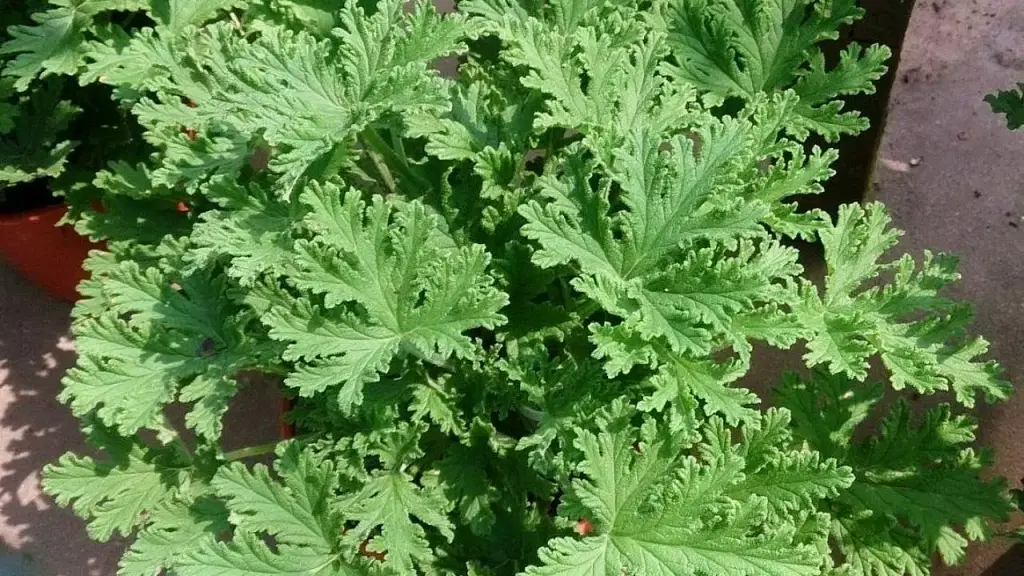 ¿Cómo cultivar citronela en casa? Estos son todos sus cuidados