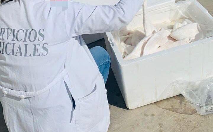 Chino pretendía salir del país con Totoaba