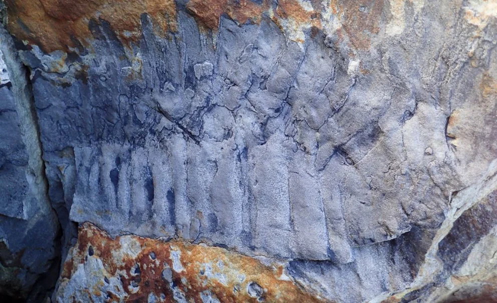 Hallaron un fósil de un cienpiés gigante de 326 millones de años de antigüedad en una playa del Reino Unido