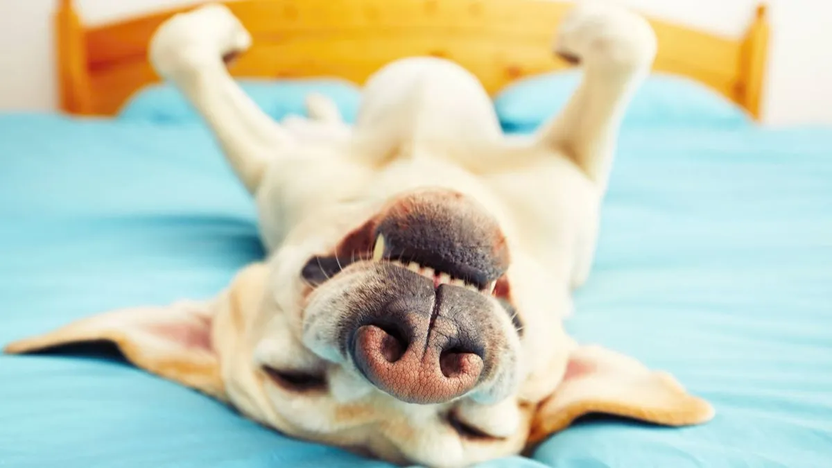 No debes despertar a tu perro cuando tiene una pesadilla, según psicólogo de Harvard.