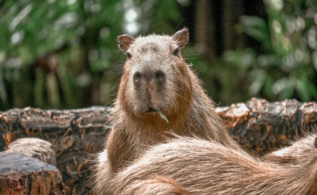 Hoy es el Día del Capibara: los roedores gigantes que enamoran internet y salvan ecosistemas