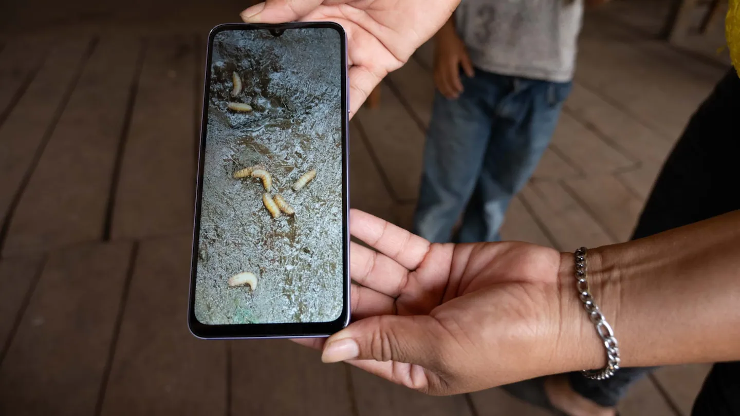 Actúan a tiempo y neutralizan segundo caso de gusano barrenador en Nuevo León