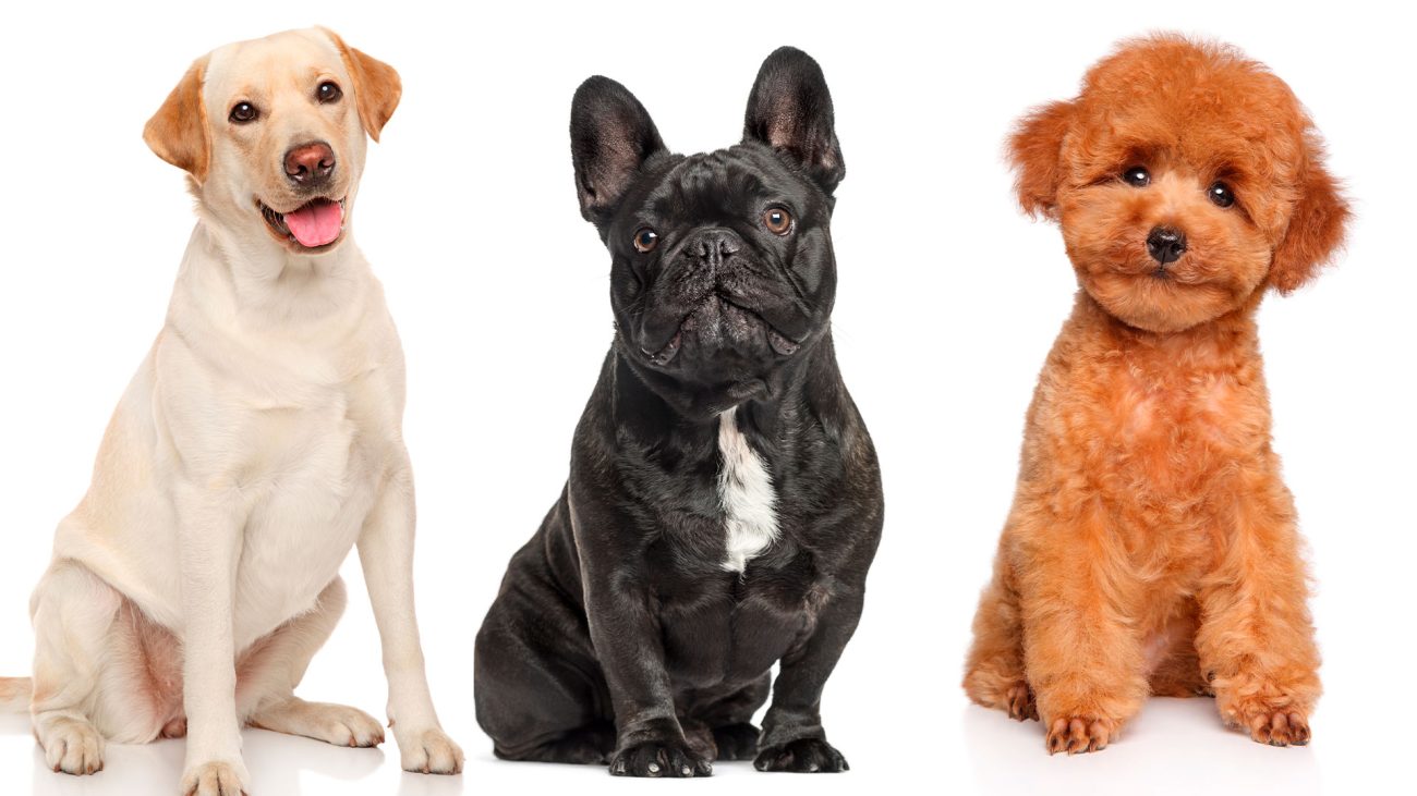 El Cuidado de los Animales